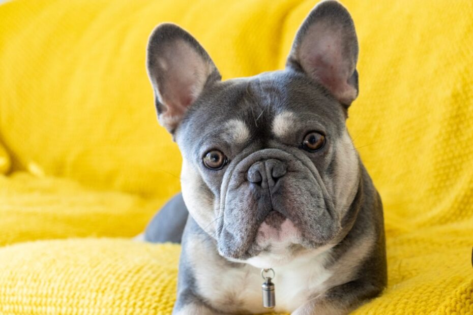 What Are Lilac Dogs And Why You Shouldn t Buy Them One Green Planet