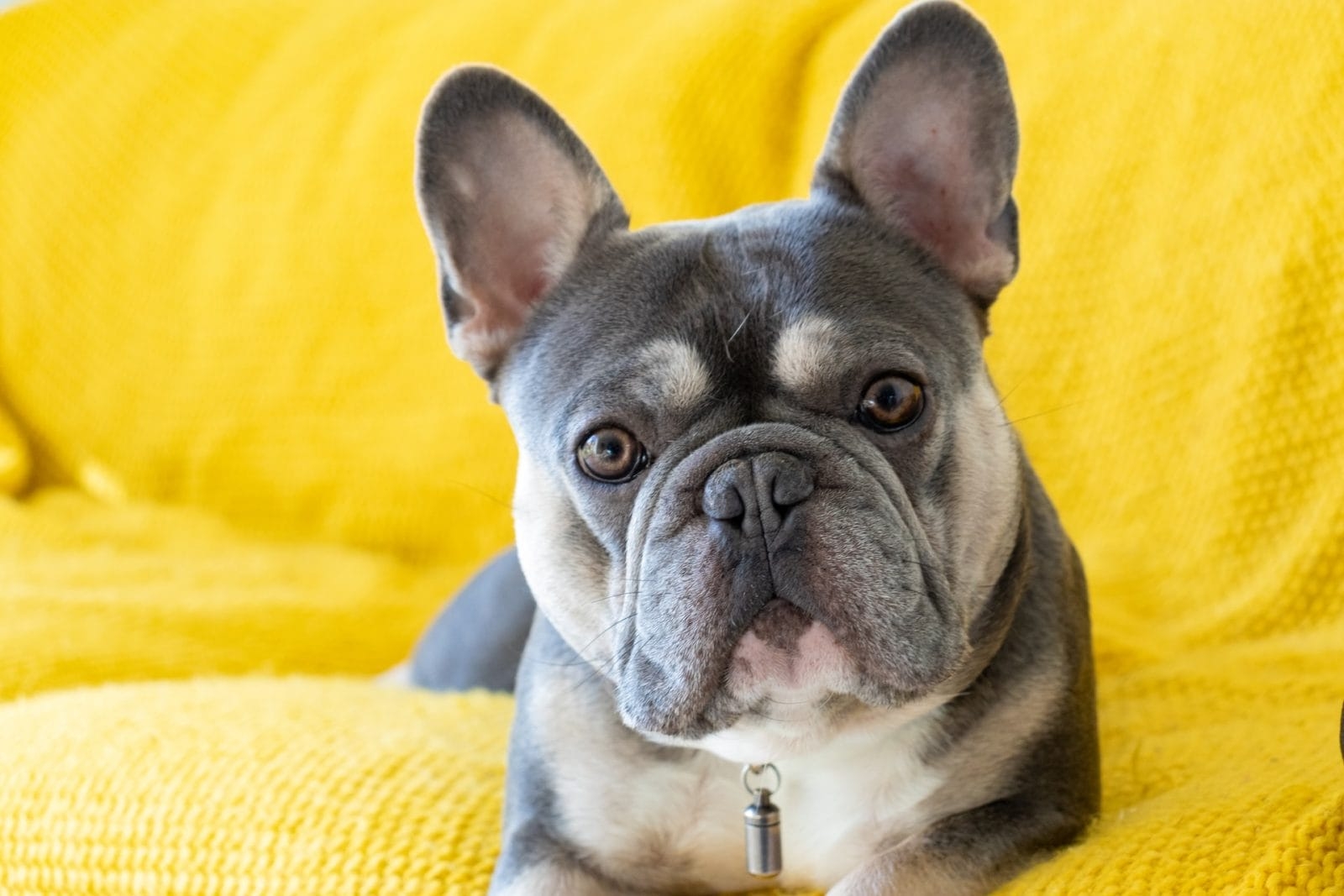 What Are Lilac Dogs And Why You Shouldn t Buy Them One Green Planet