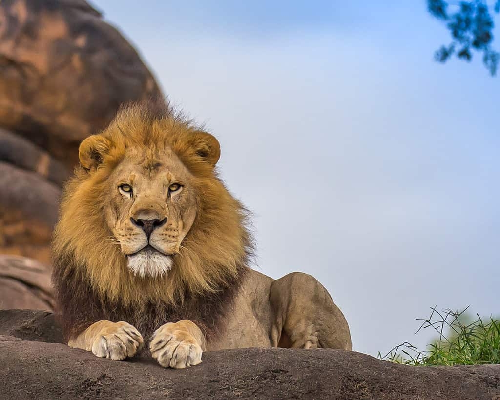 lion fur colors