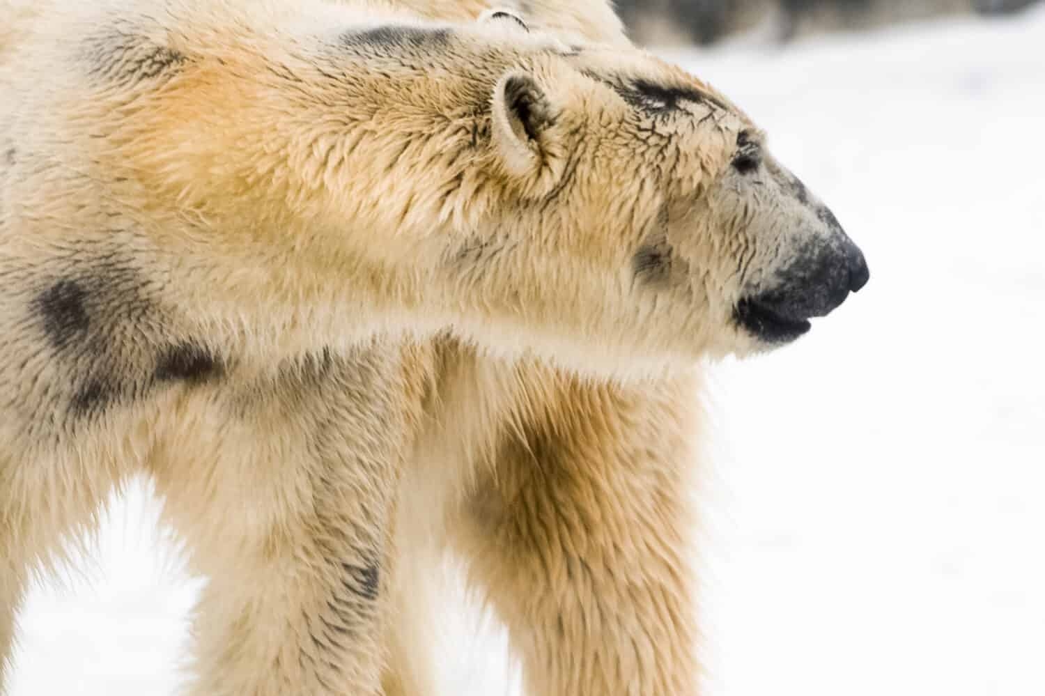 polar bear skin color