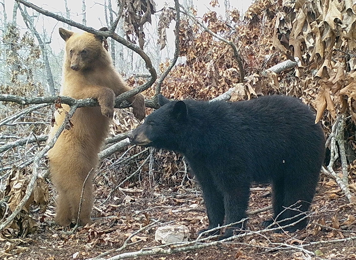 What Color Is A Black Bear BearWise
