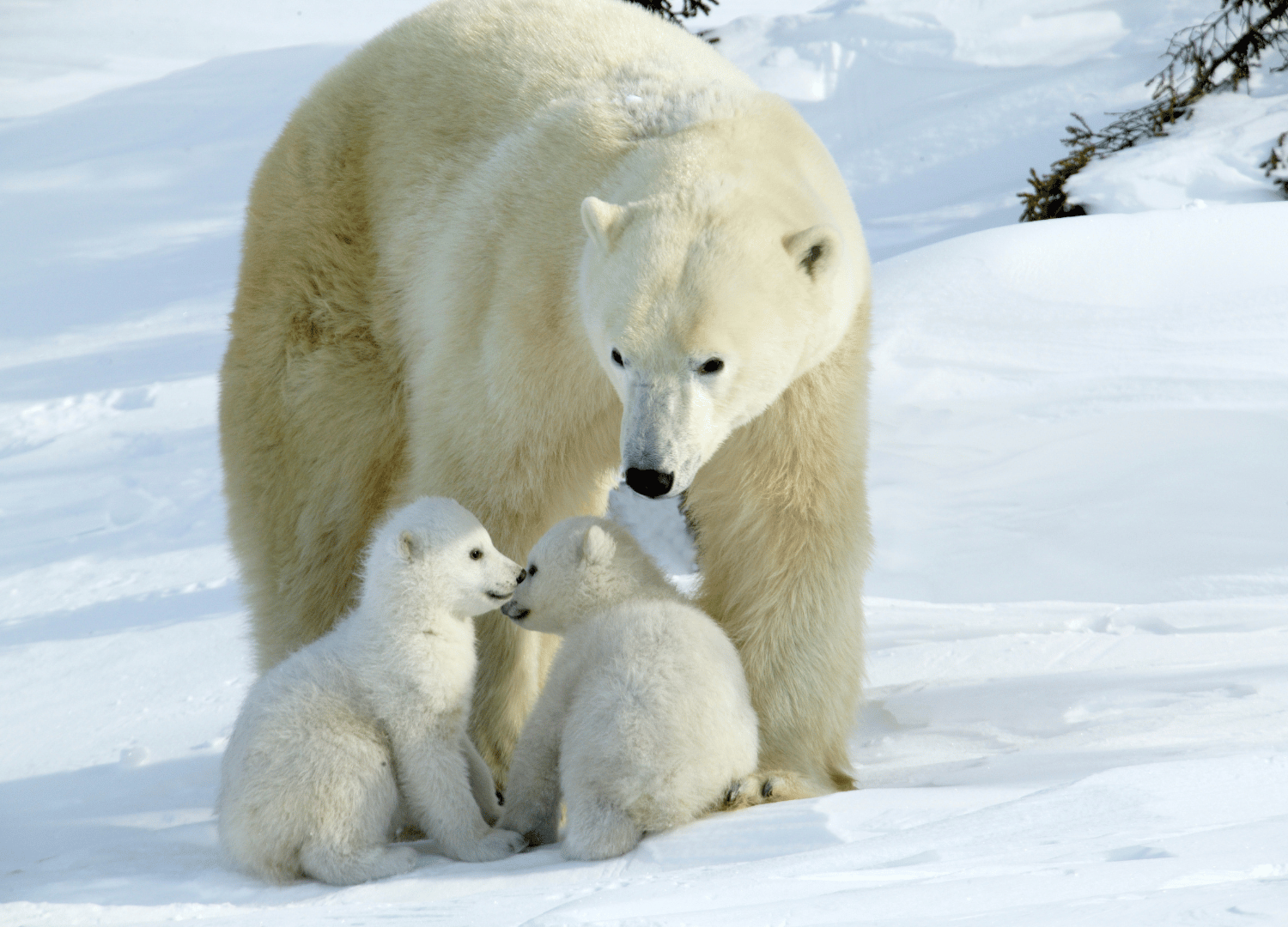 color of a polar bear's skin