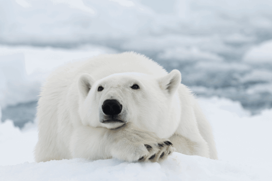 What Color Is Polar Bear s Skin Main Characteristics