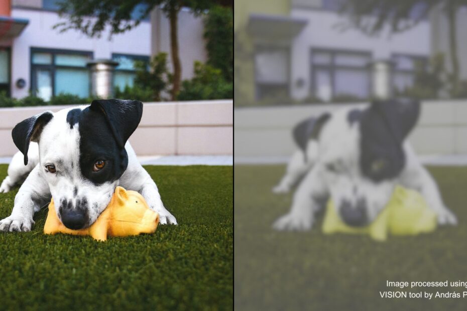 What Colors Can Dogs See 2023 Guide Nasdaq