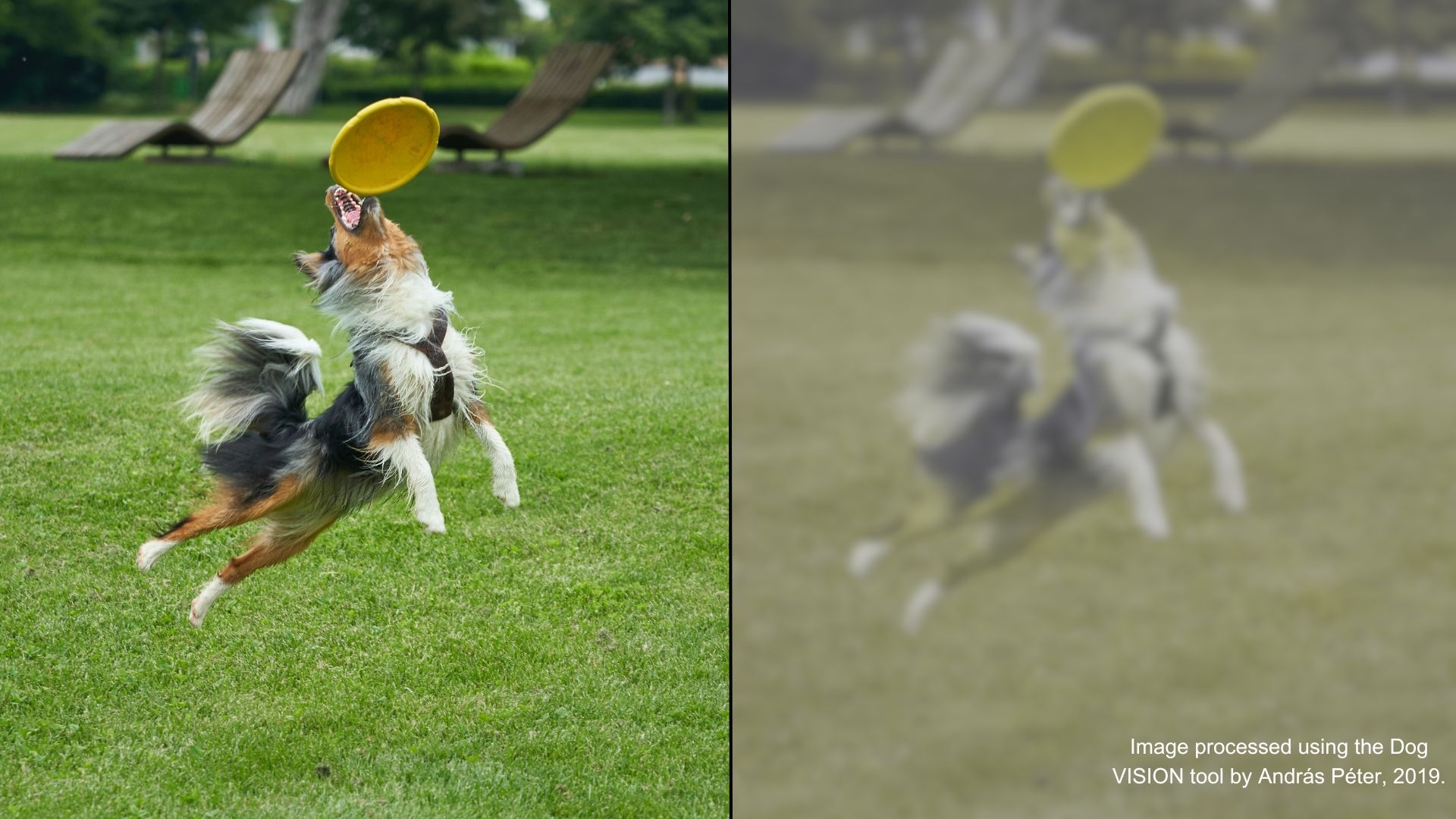 could dogs see color