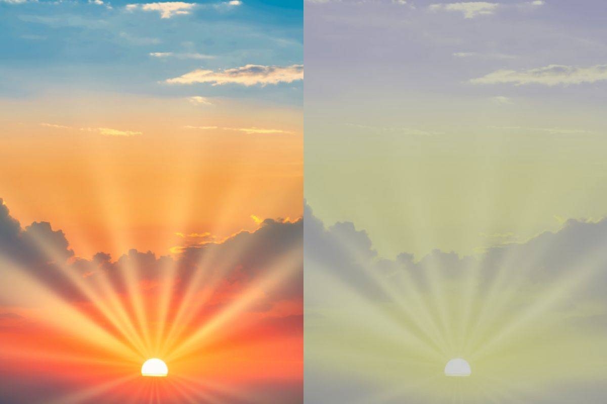 What Colors Can Dogs See DogNerdly