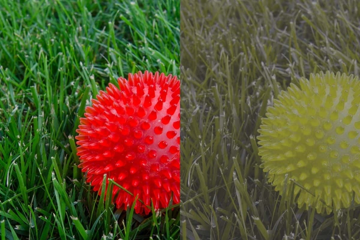 can dogs see the color orange