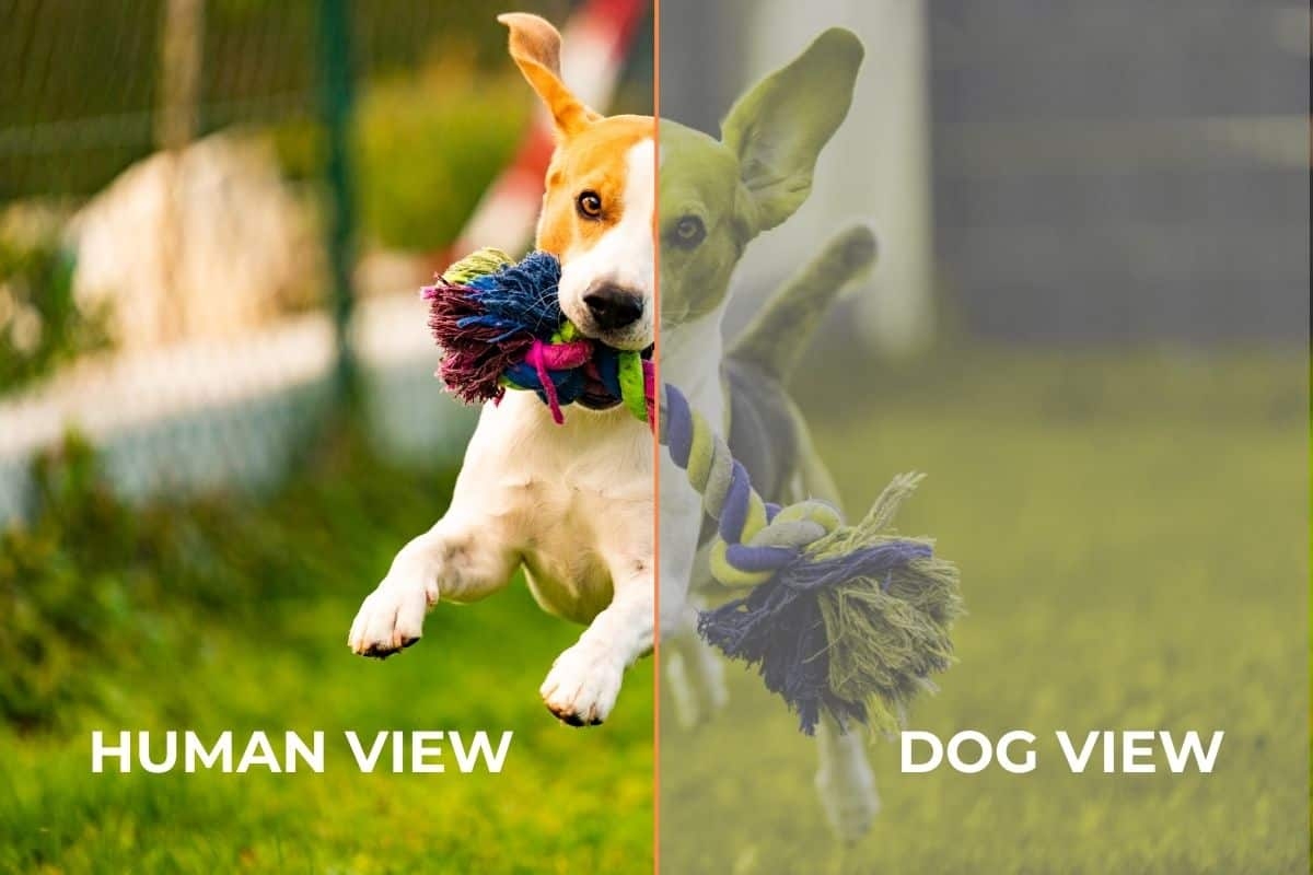 colors dogs