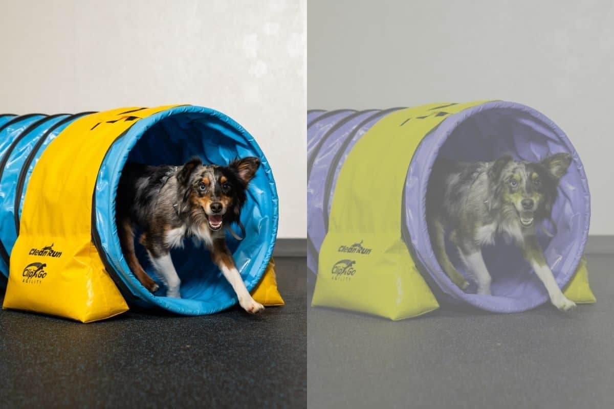What Colors Can Dogs See DogNerdly