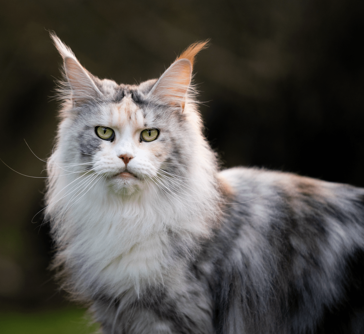 What Colors Can Maine Coon Cats Be All Maine Coon Colors