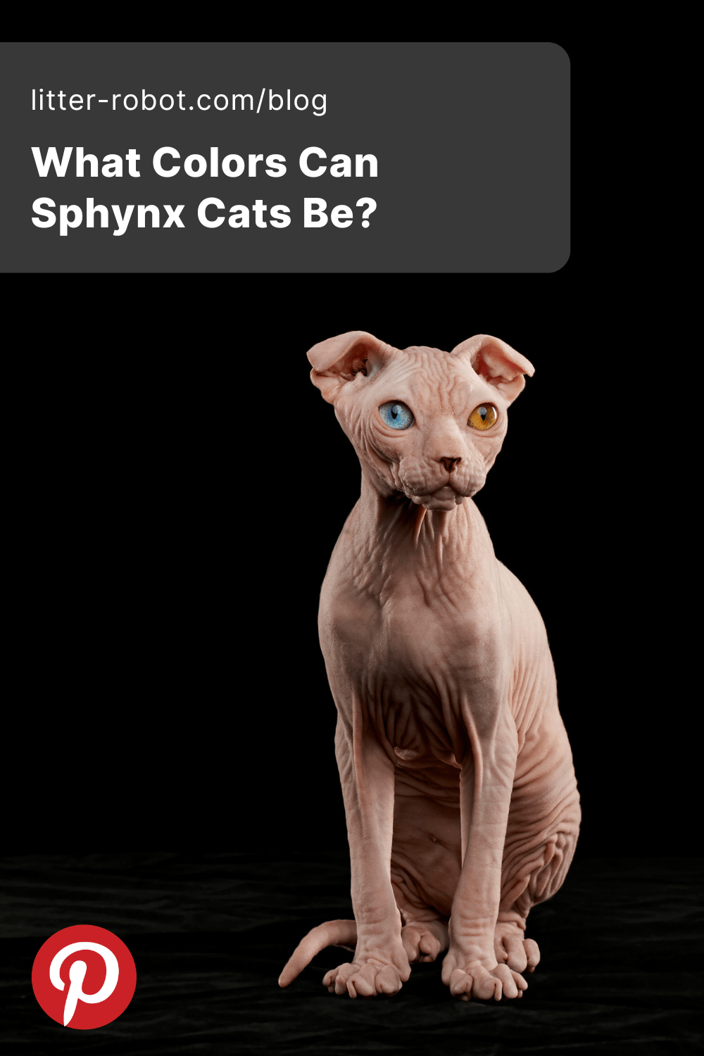 sphynx cat colors