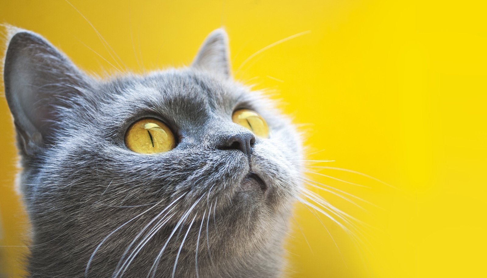 What Colors Do Cats Like Or Are They In Fact Color Blind Color 