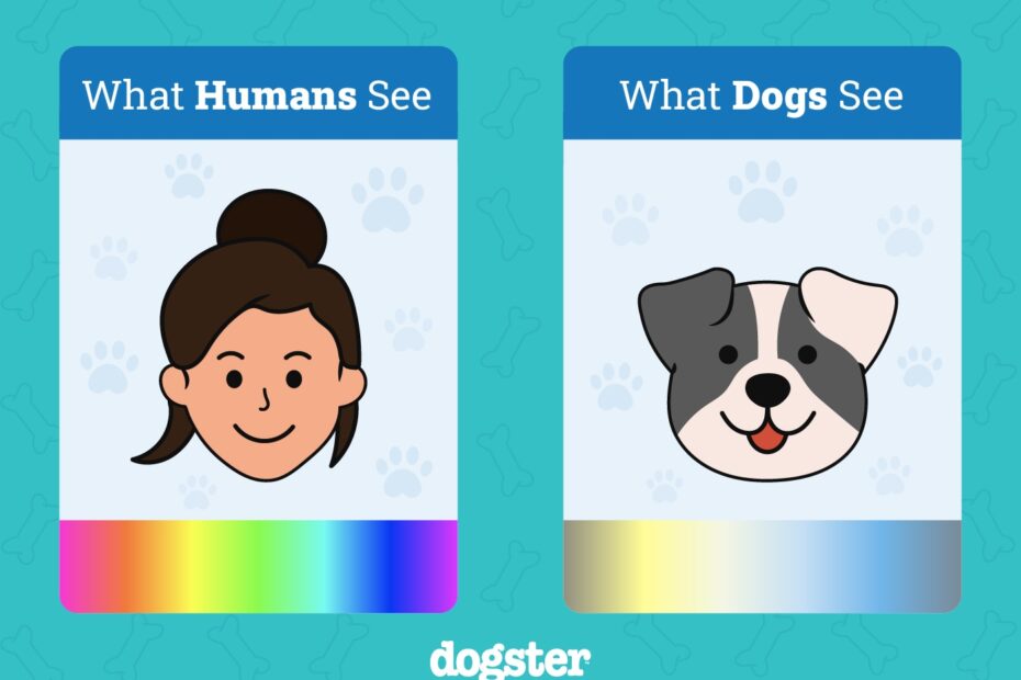 What Colors Do Dogs Like Best Canine Sight Explained Vet Verified Dogster