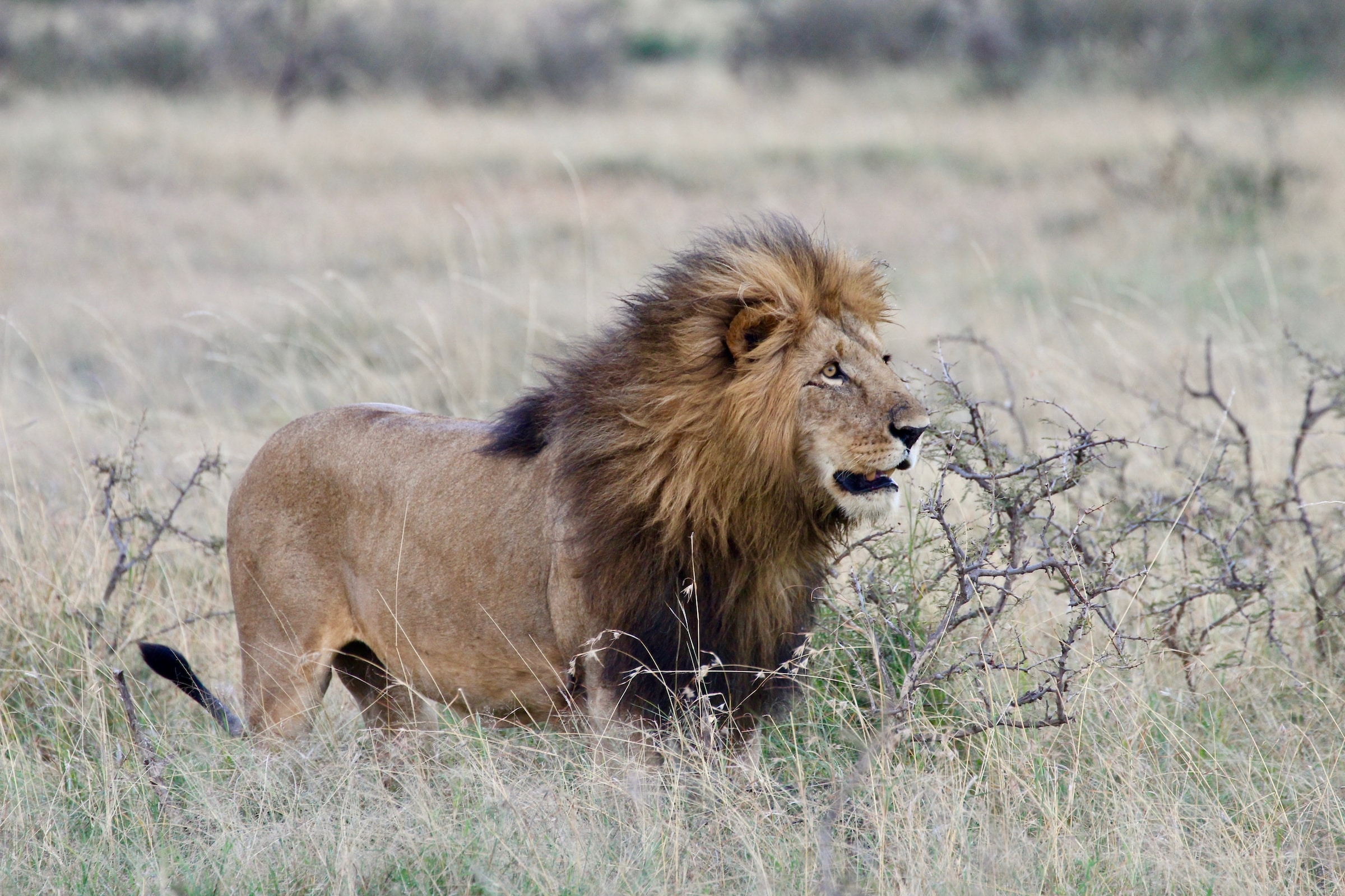 lion colors