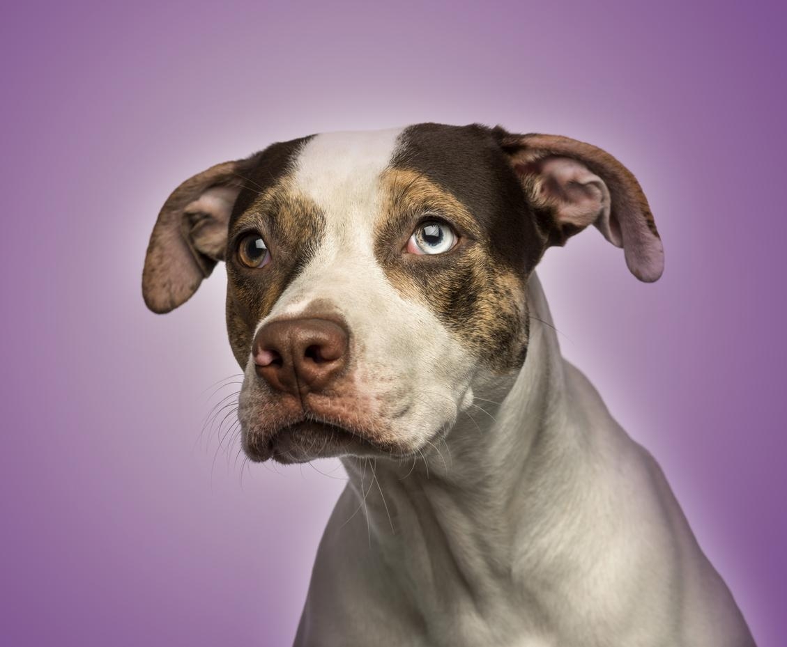 dog eye color change