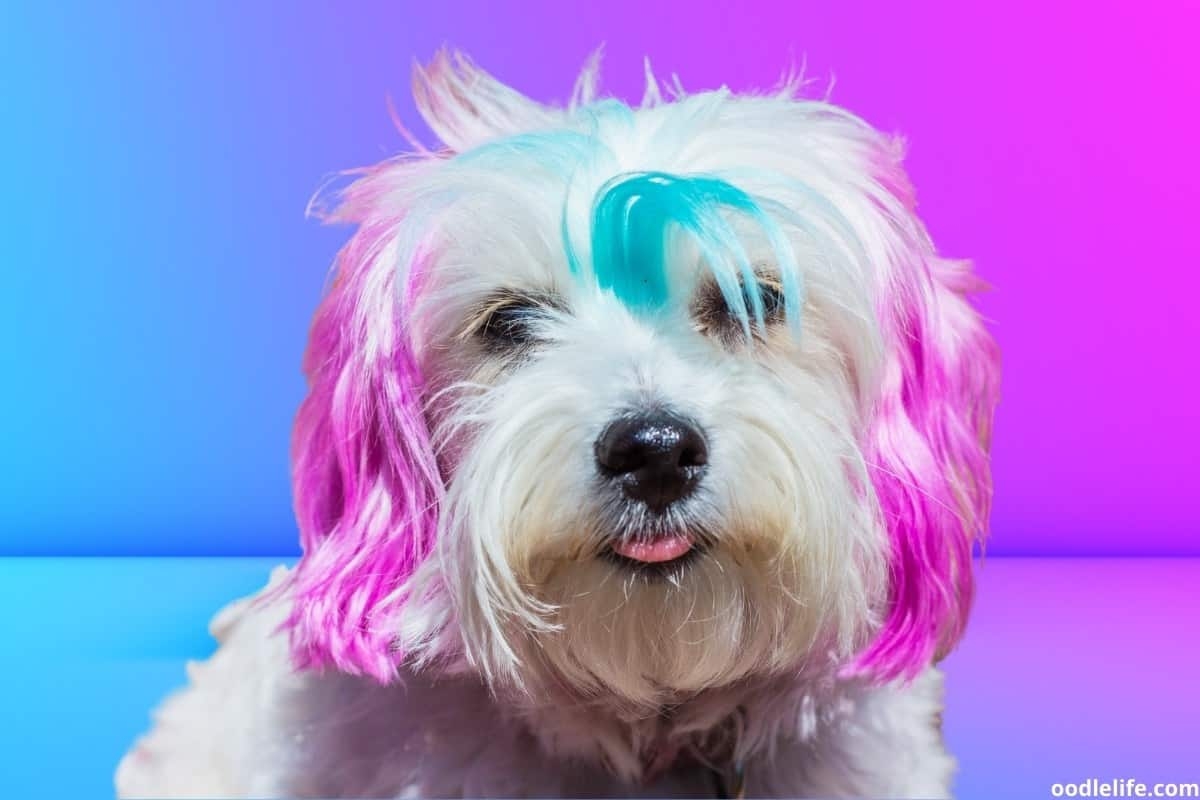 What Is A Dog s Favorite Color Surprise Answer OodleLife 