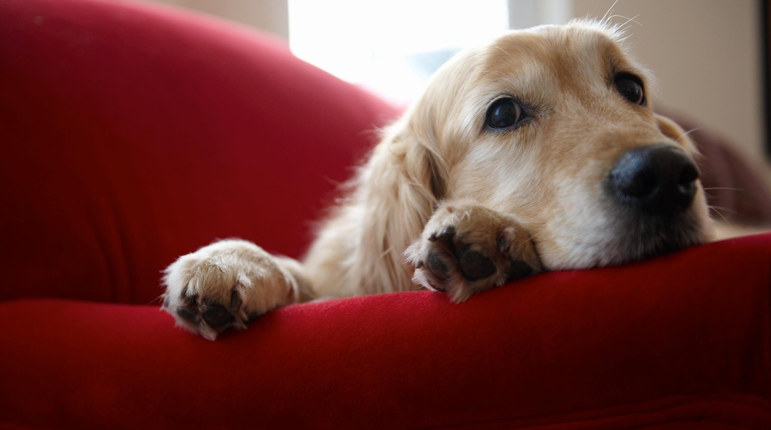What Is A Dog s Favorite Color They See Colors Differently Than We Do