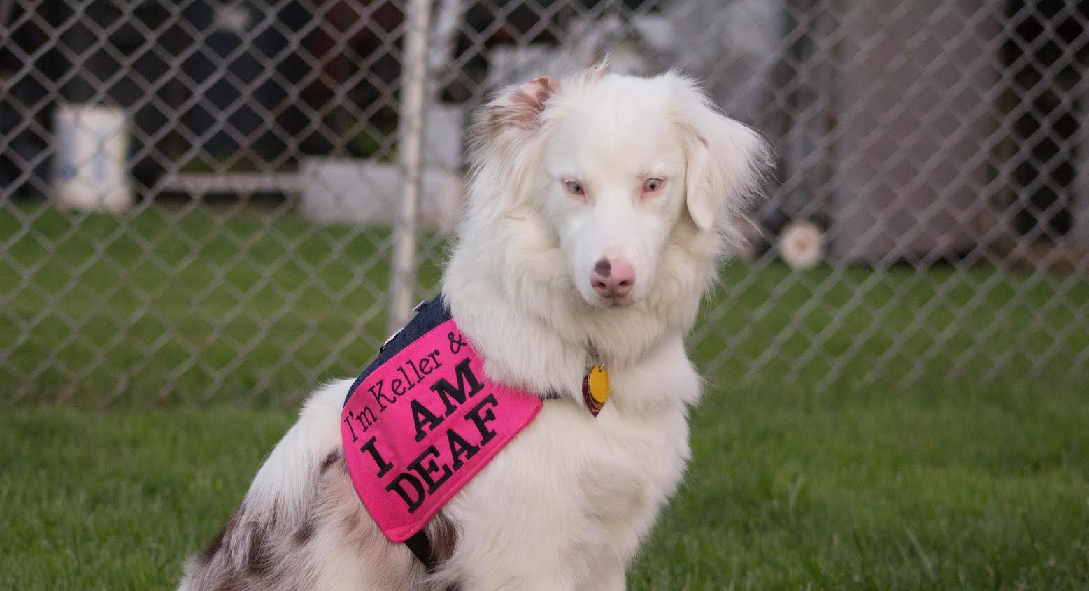 merle color dog breeds