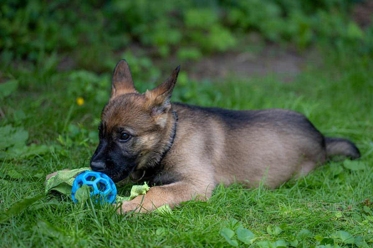 What Is So Special About The Sable German Shepherd 