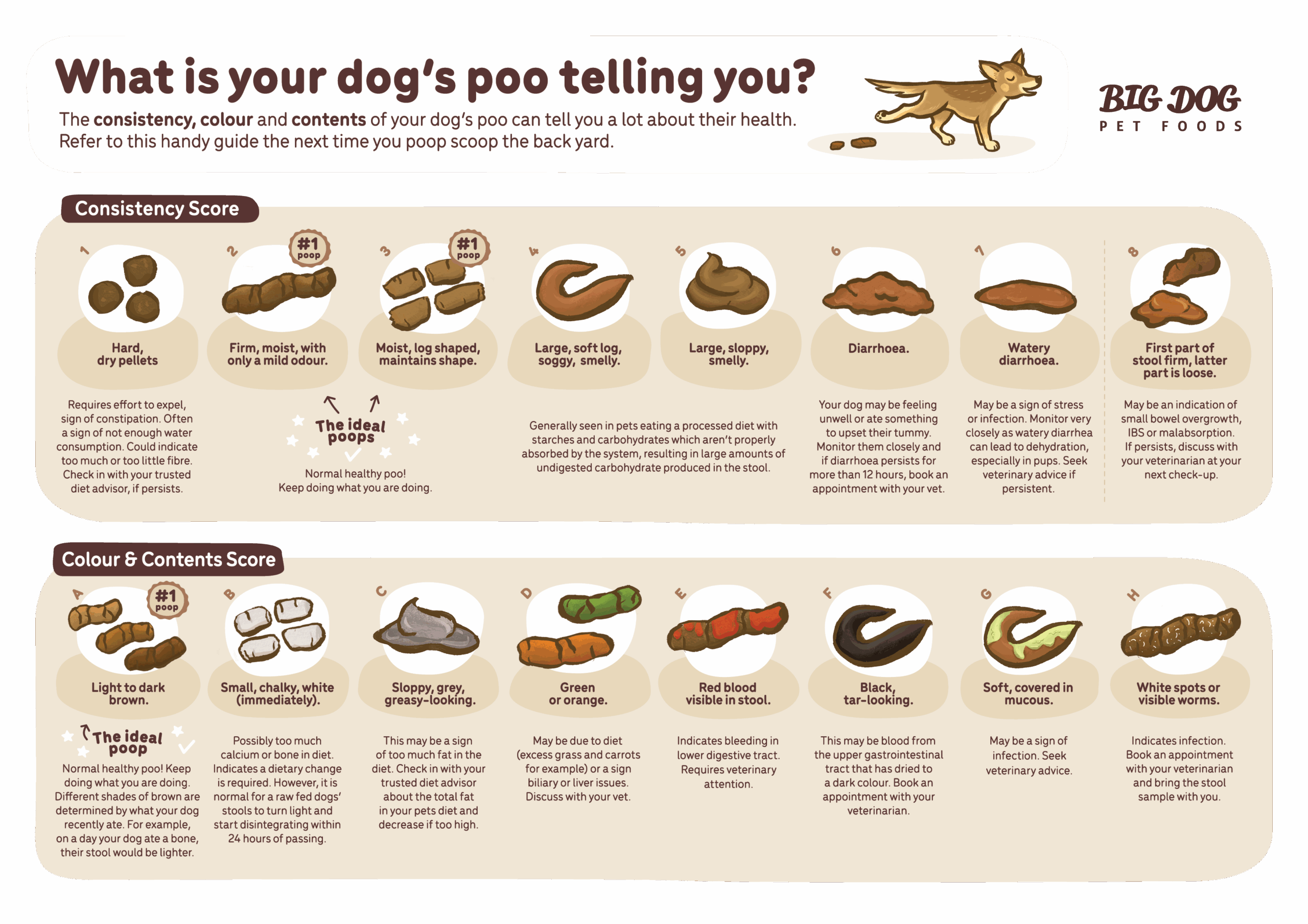 What s Your Dog s Poo Telling You Guides Big Dog Pet Foods