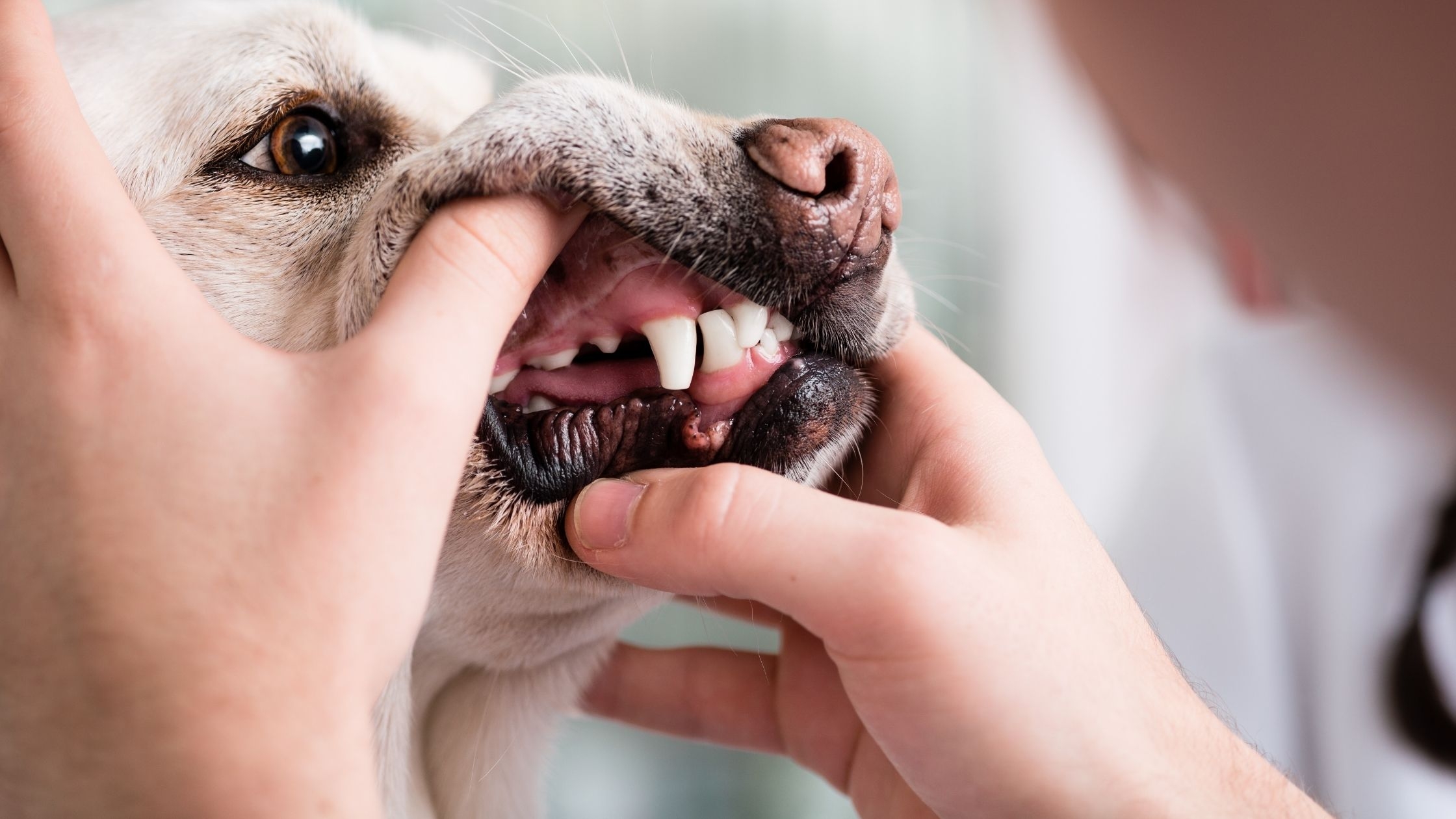 dogs gum color