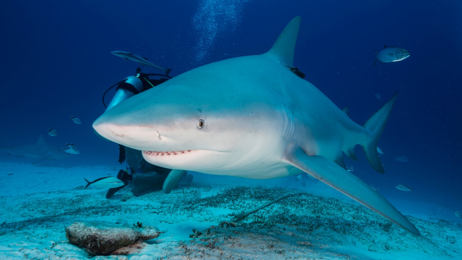 color great white shark
