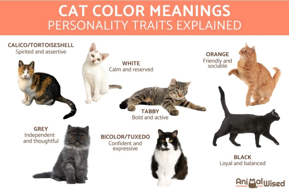 What Your Cat s Color Says About Its Personality Cat Colors
