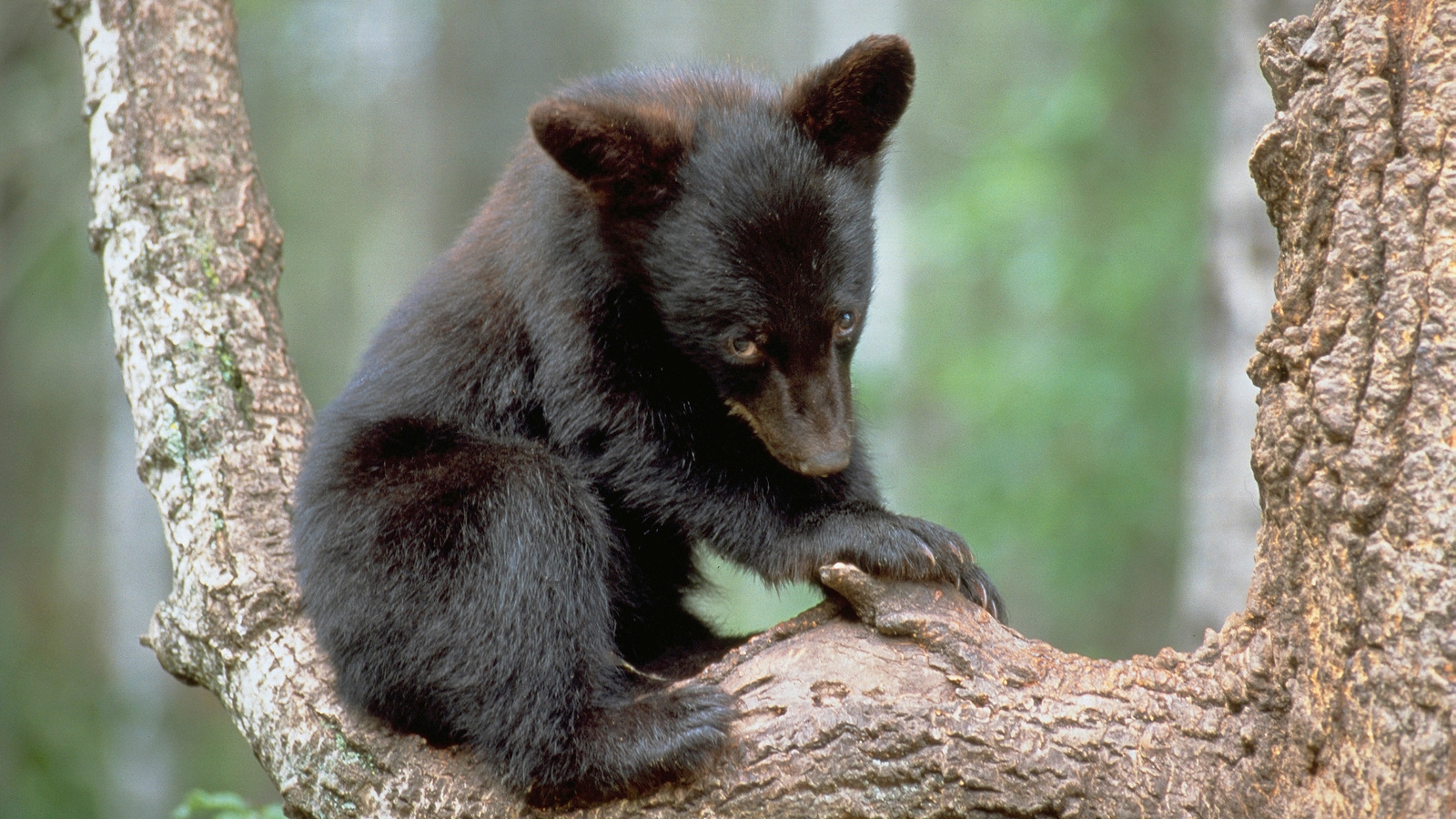 black bear colors