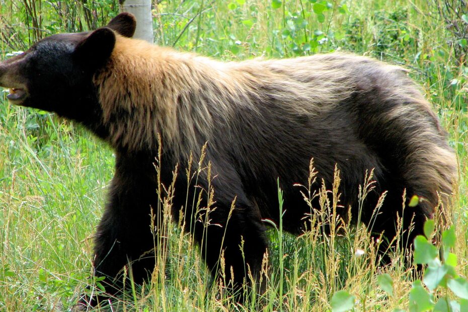 When Is A Black Bear Actually A Blue Bear Cool Green Science