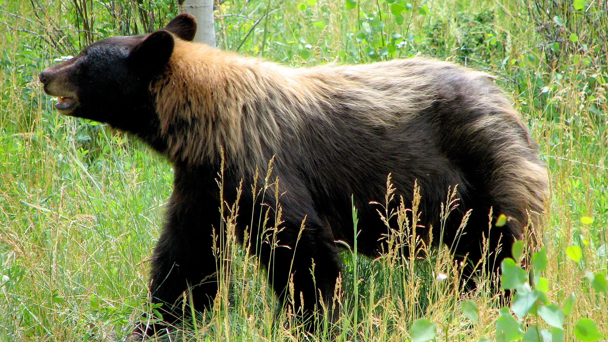 When Is A Black Bear Actually A Blue Bear Cool Green Science