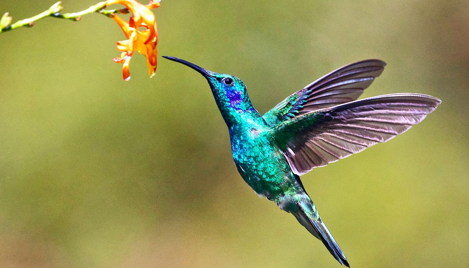 When It Comes To Color Hummingbirds Rule The Roost Futurity