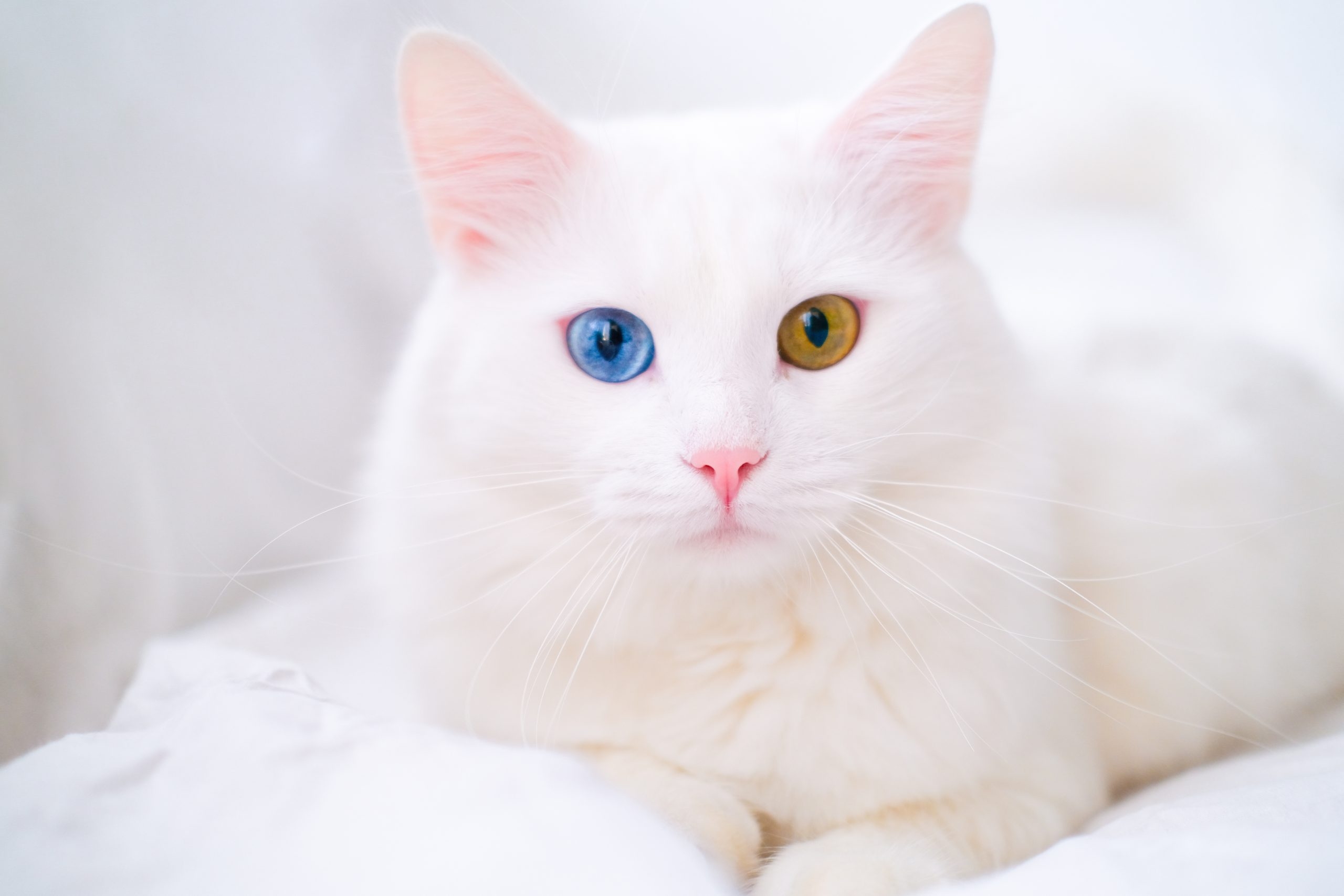 White Cat With Different Color Eyes Turkish Angora Van Kitten With Blue And Green Eye Lies On White Bed Adorable Domestic Pets Heterochromia Oakland Veterinary Referral Services Oakland Veterinary Referral Services