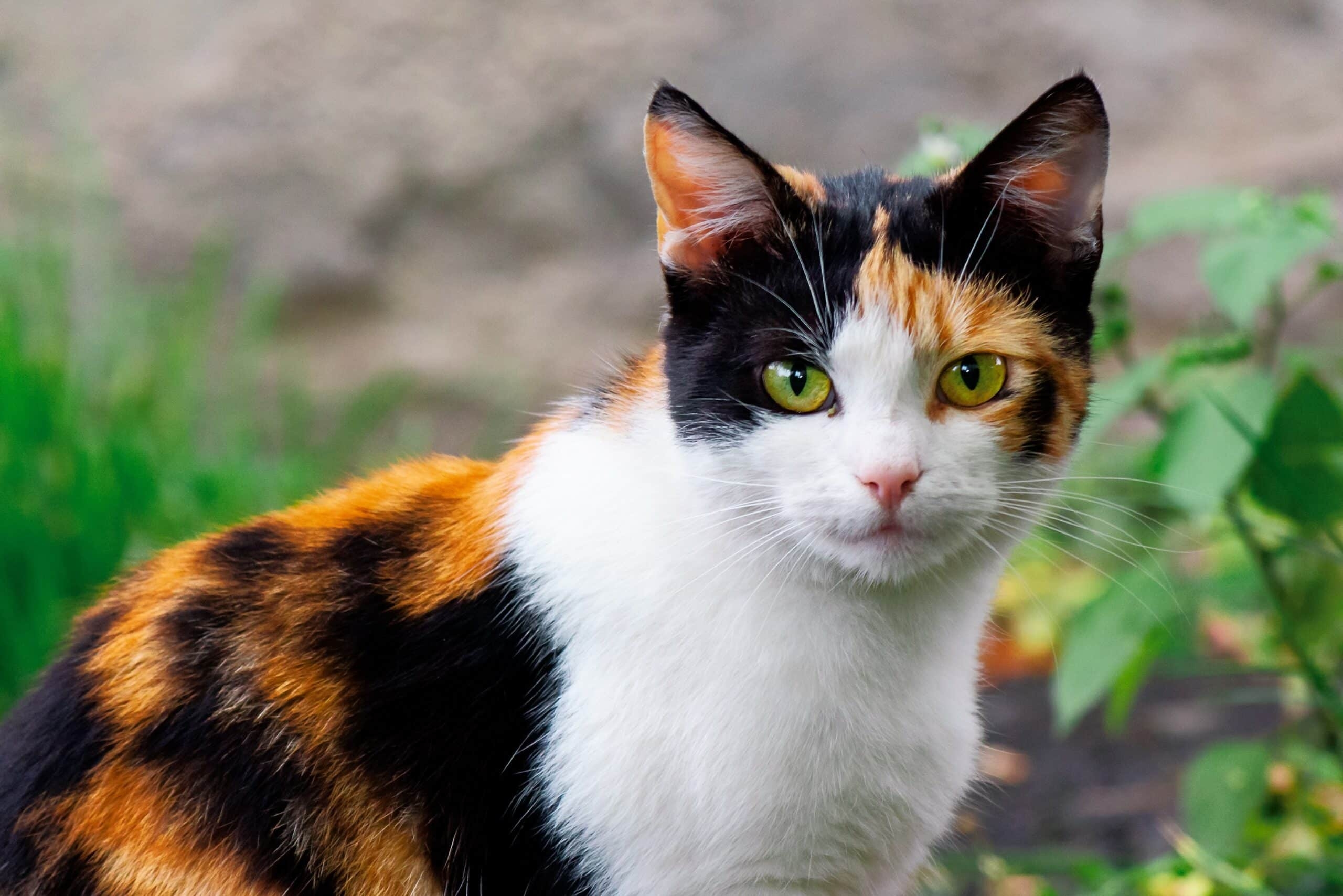 Why 99 9 Of Calico Or Tortoiseshell Cats Are Female TICA The 