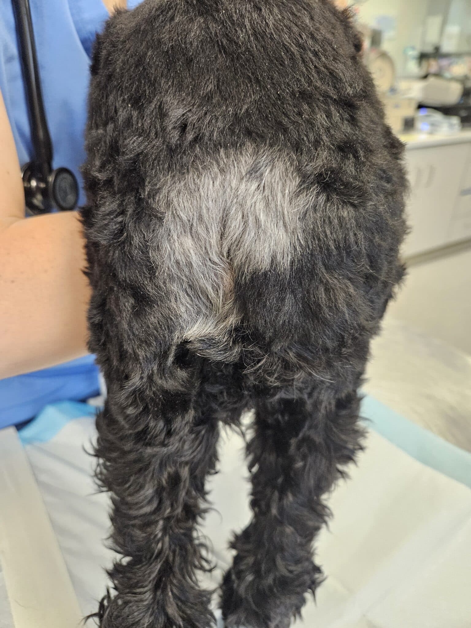 Why Is My Dog s Fur Color Changing The Animal Medical Center