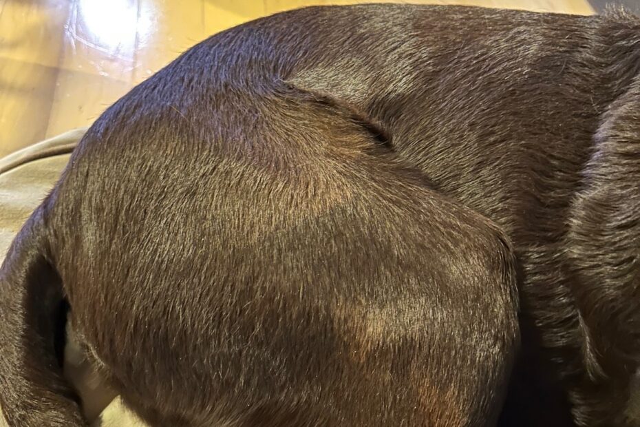Why Is My Dog s Fur Color Changing The Animal Medical Center