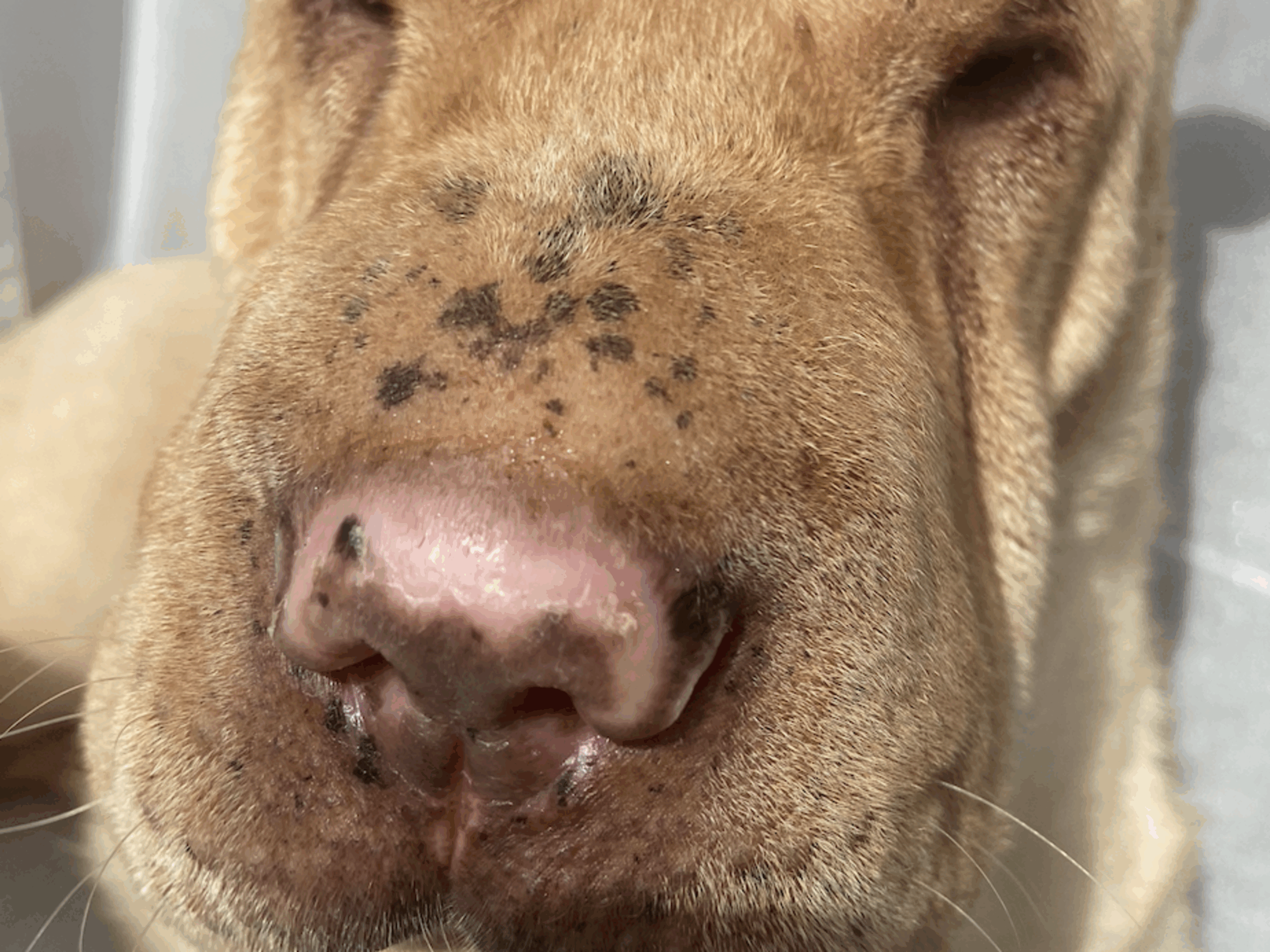 Why Is My Dog s Nose Peeling And Pink PetHelpful