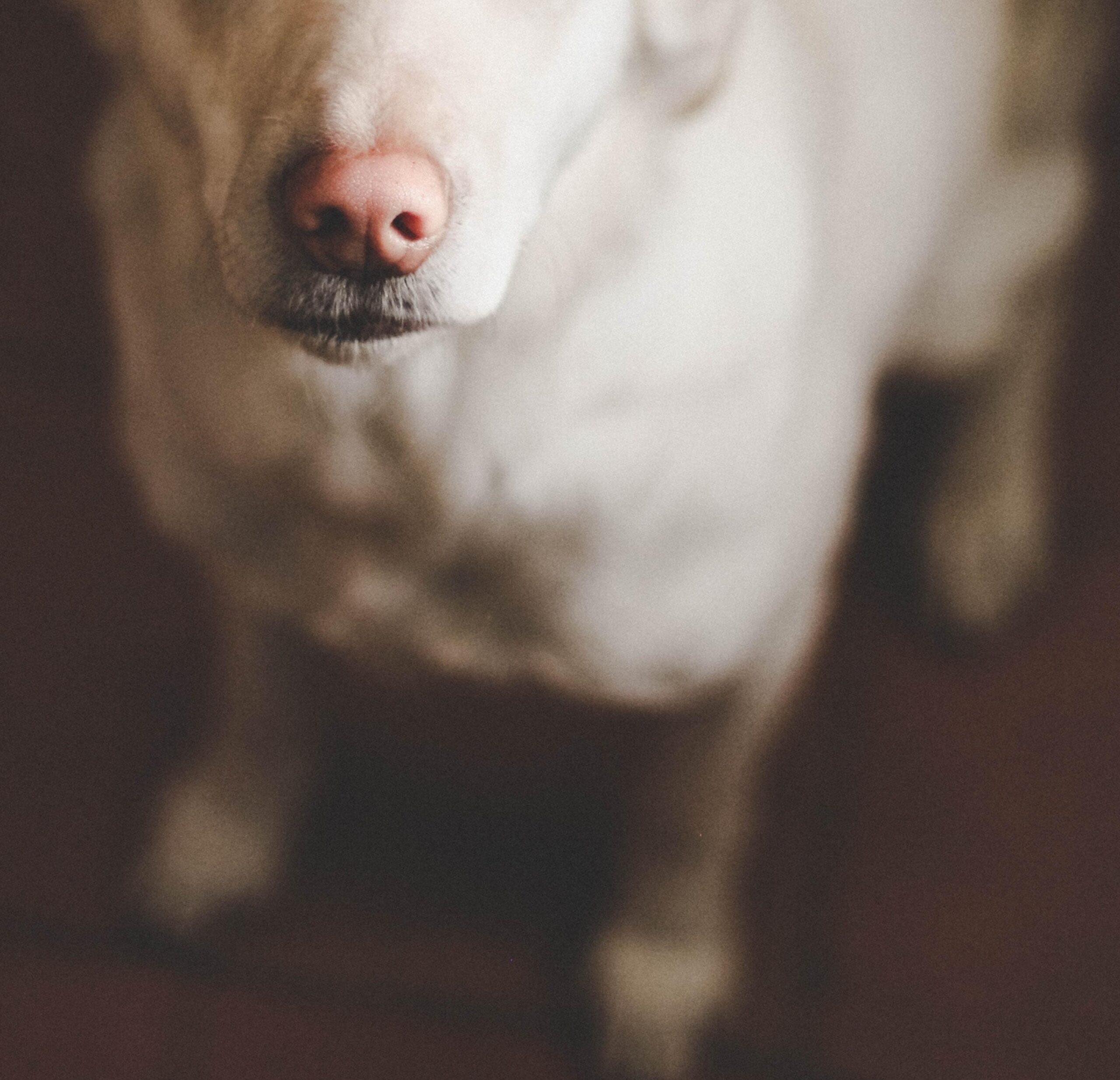 Why Is My Dog s Nose Turning Pink PetHelpful