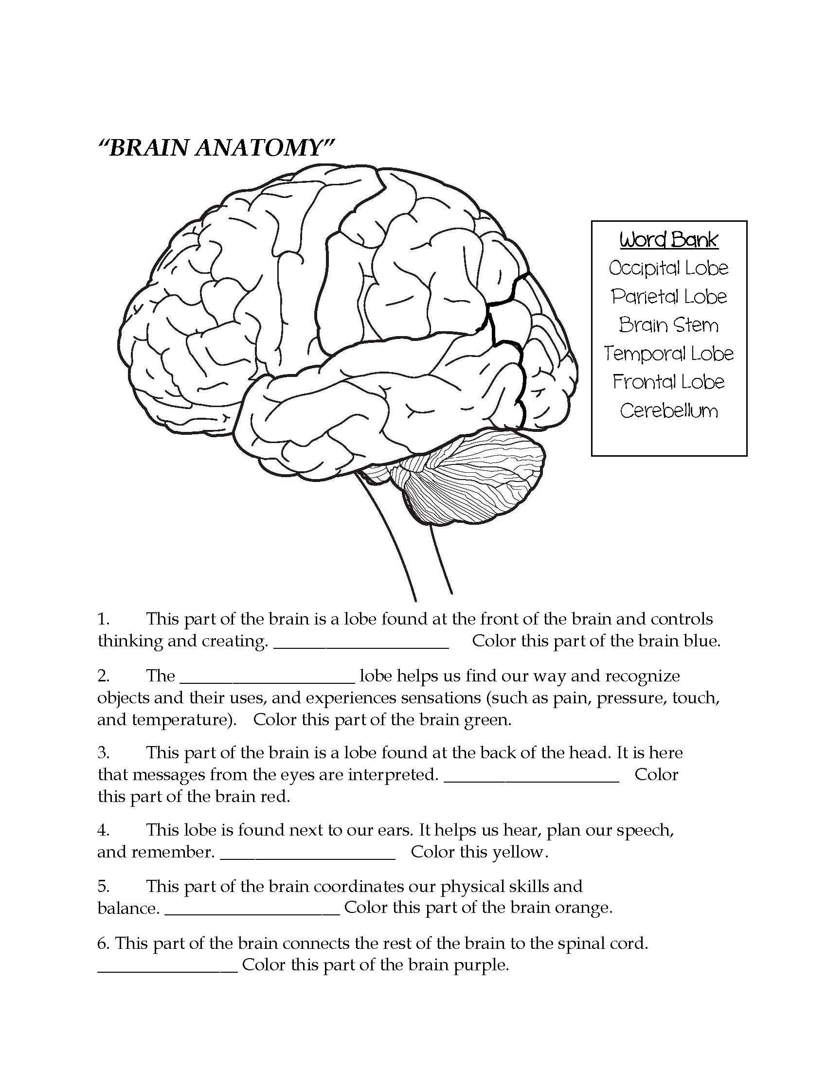 Brain Parts Fill In The Blank amp Color Brain Anatomy Nervous Worksheets Library Brain Parts Fill In The Blank amp Color Brain Anatomy Nervous Worksheets Library