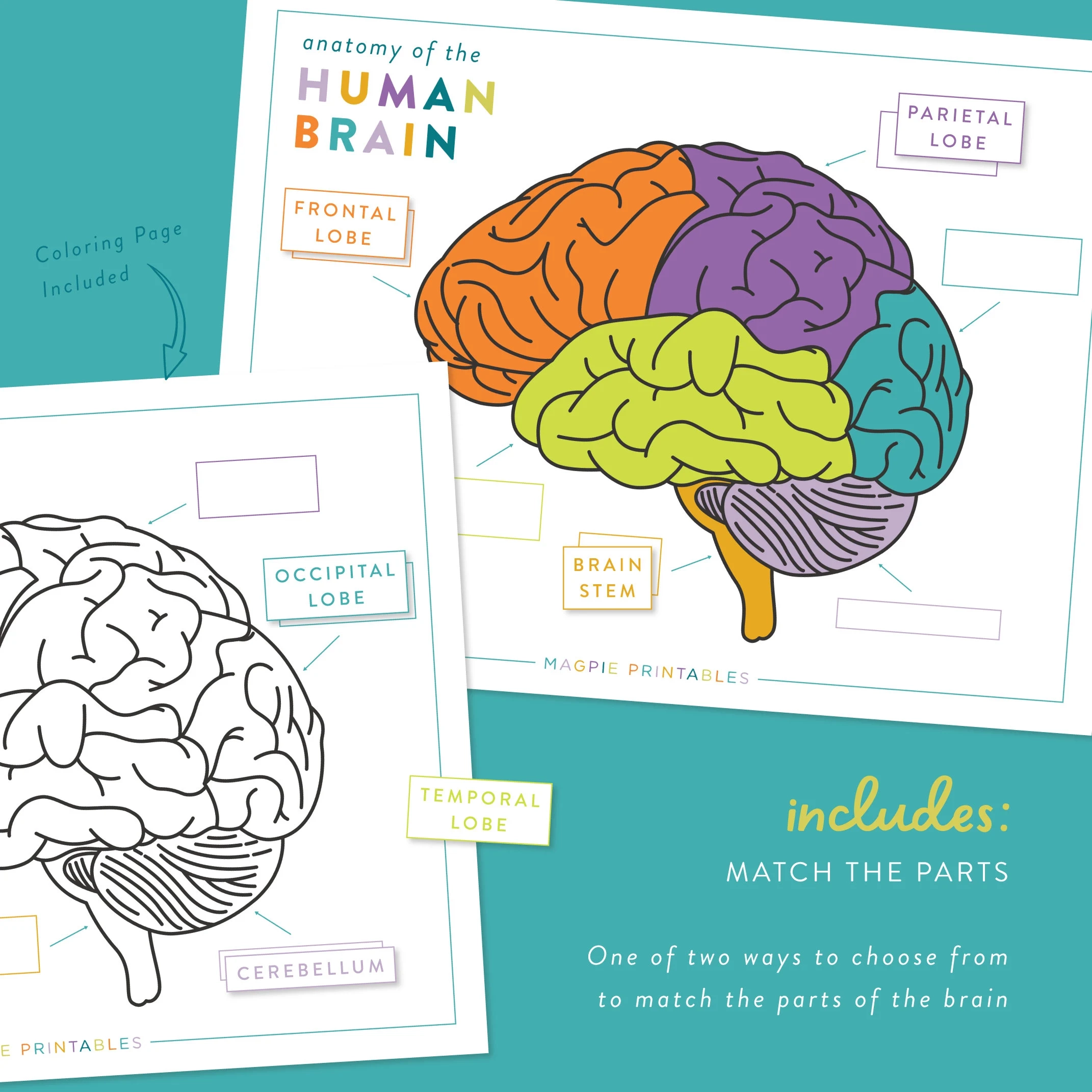 Human Brain Anatomy Activity Bundle Kids Science Homeschool PDF Etsy Human Brain Anatomy Activity Bundle Kids Science Homeschool PDF Etsy