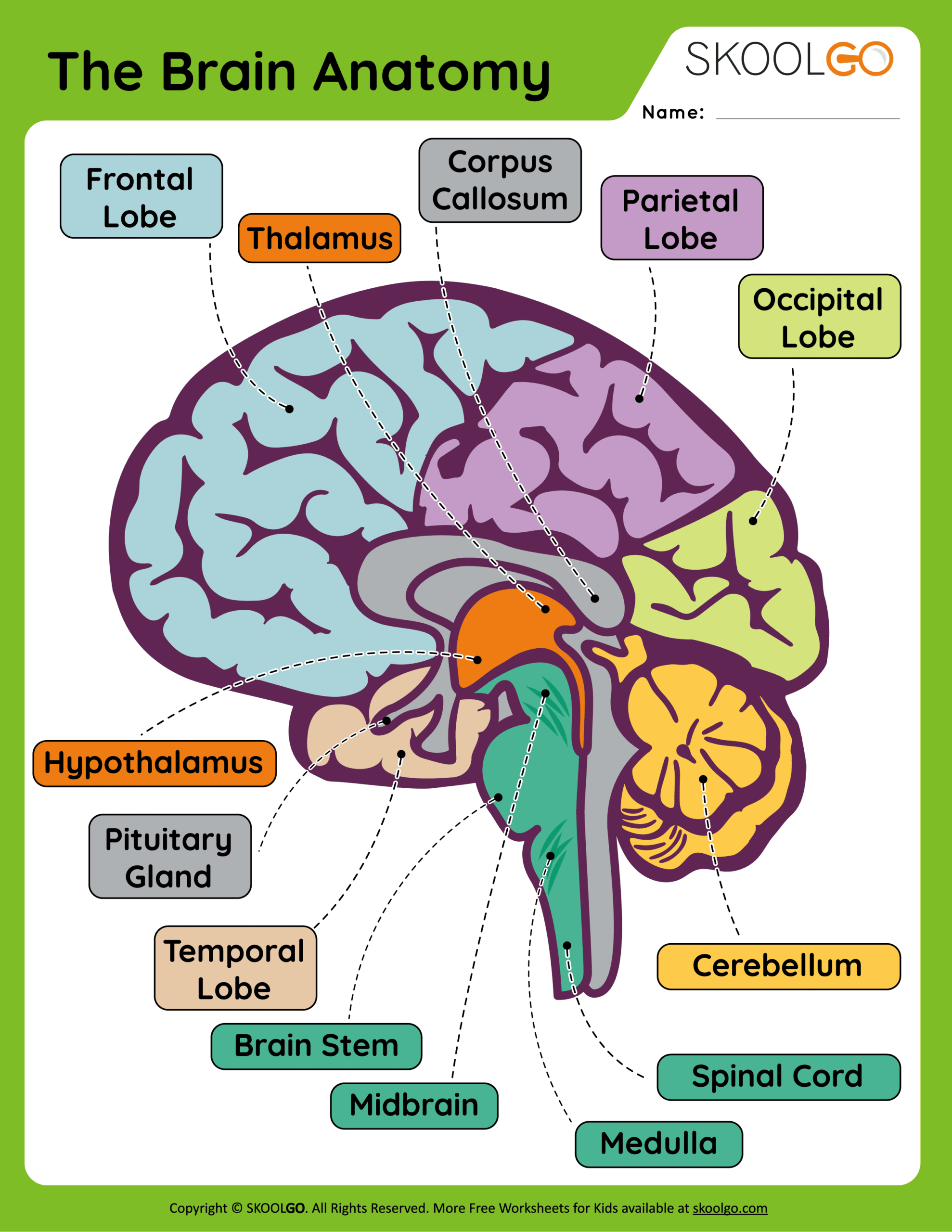 The Brain Anatomy Free Worksheet For Kids SKOOLGO Worksheets Library The Brain Anatomy Free Worksheet For Kids SKOOLGO Worksheets Library