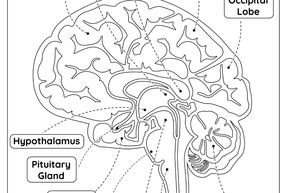 The Brain Anatomy Free Worksheet For Kids SKOOLGO Worksheets Library