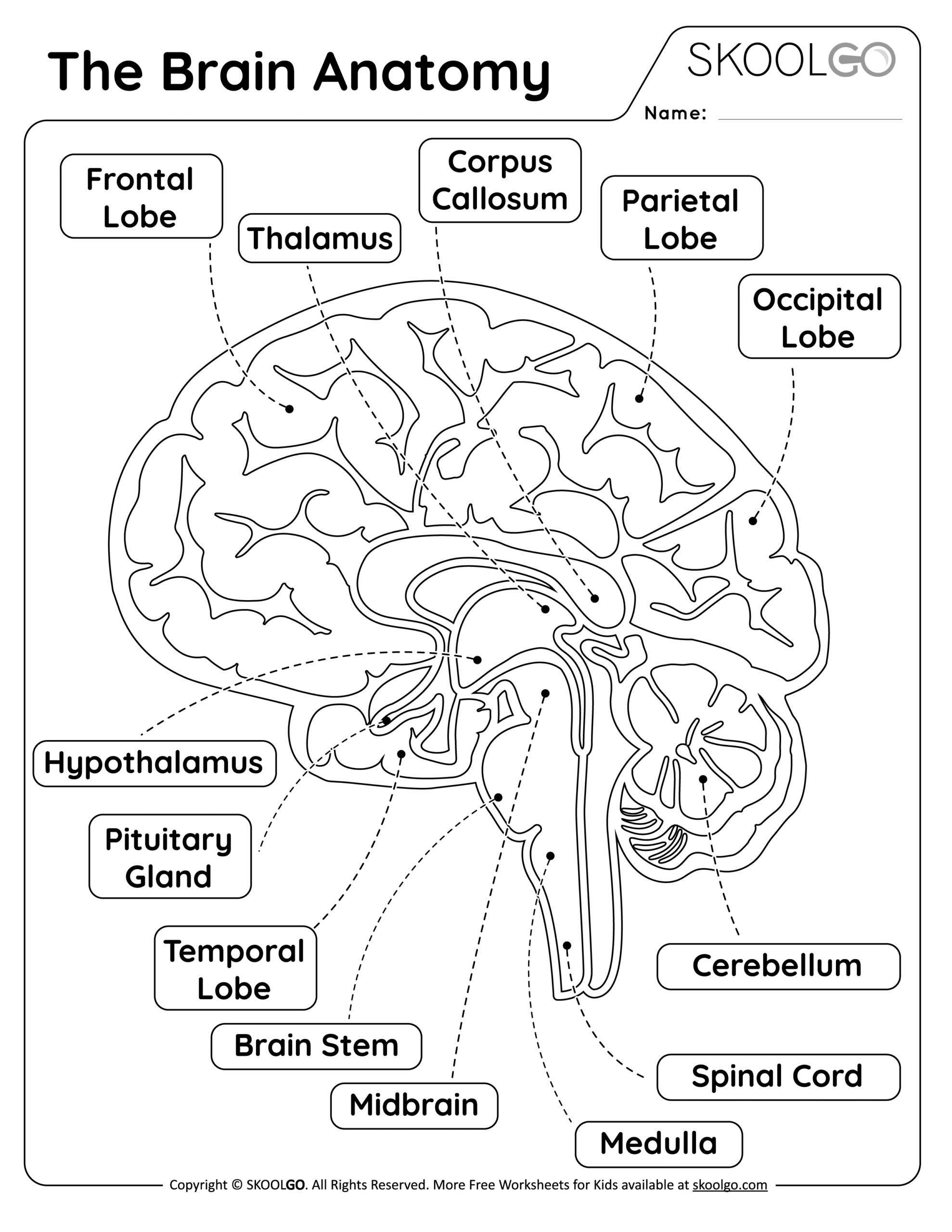 The Brain Anatomy Free Worksheet For Kids SKOOLGO Worksheets Library The Brain Anatomy Free Worksheet For Kids SKOOLGO Worksheets Library